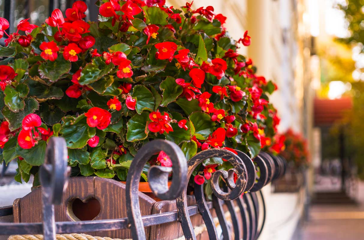 balcone fiorito