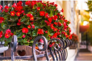 balcone fiorito